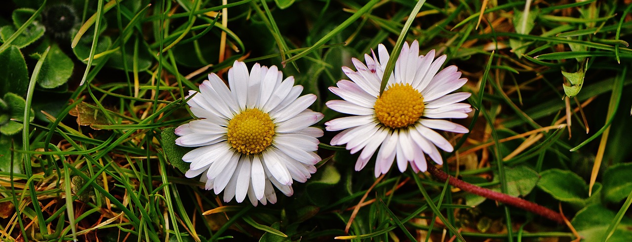 spring meadow wildflowers daisy free photo