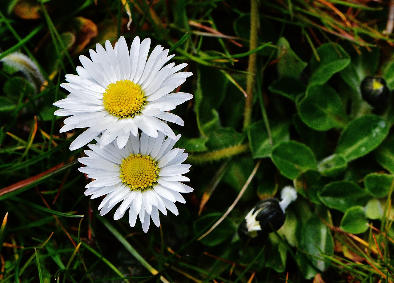 spring meadow wildflowers daisy free photo