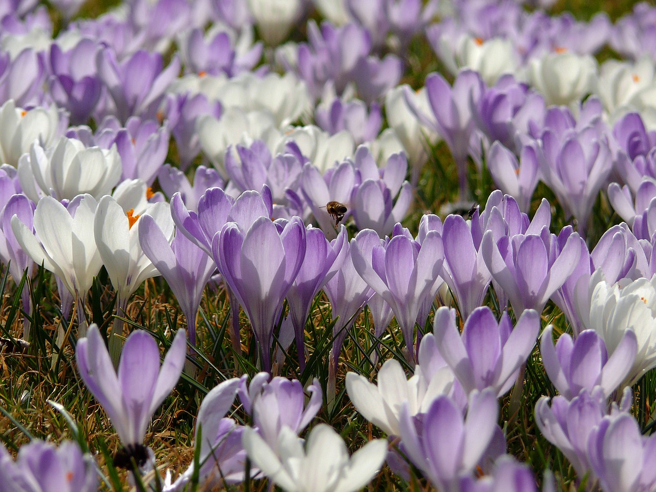 spring meadow crocus spring flower free photo