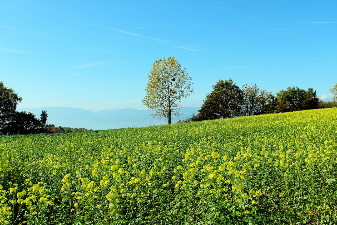 spring meadow flower meadow landscape free photo