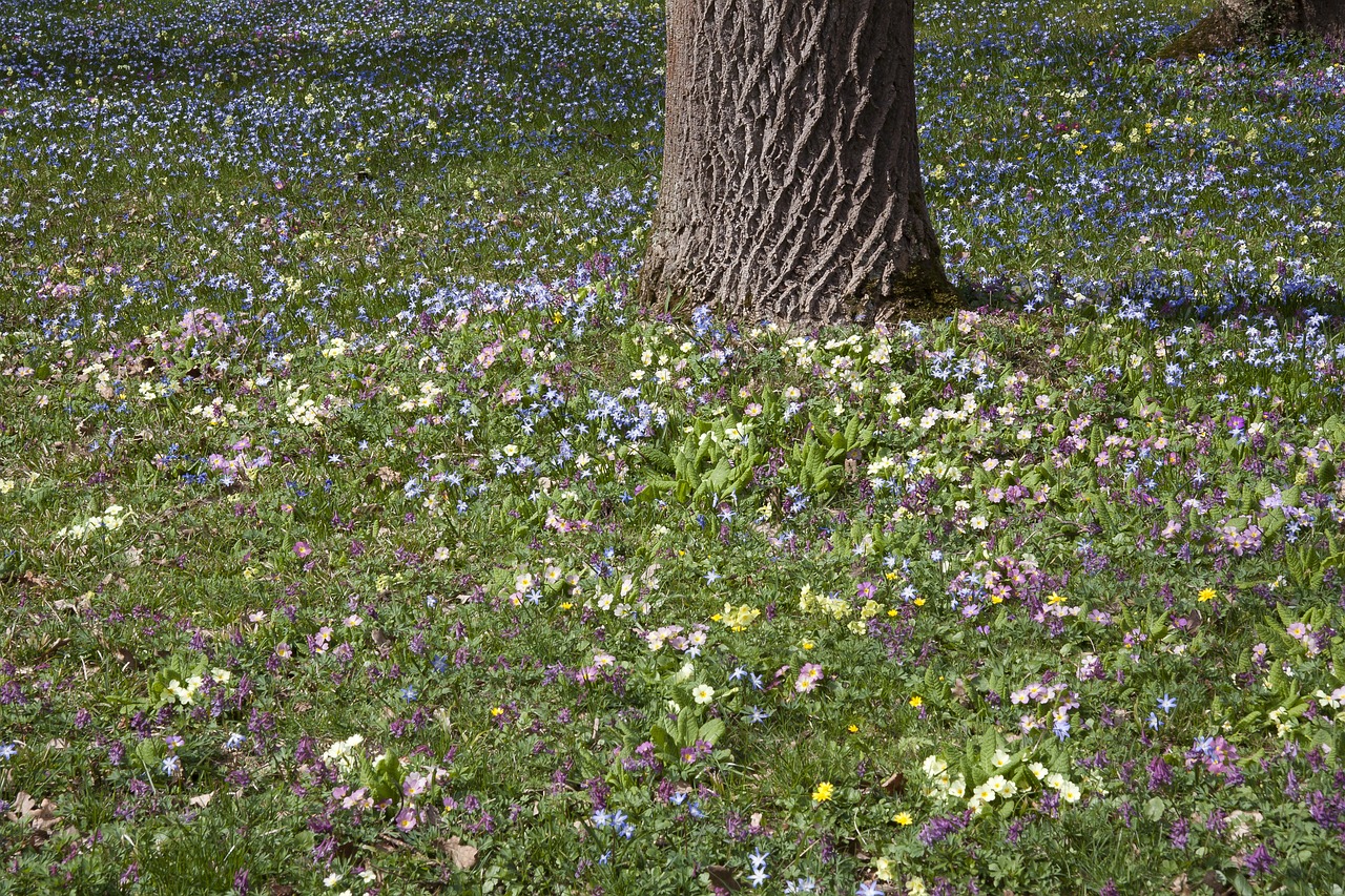 spring meadow tree park free photo