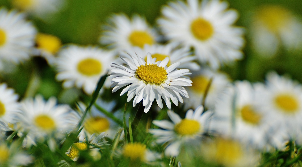 spring meadow wildflowers daisy free photo