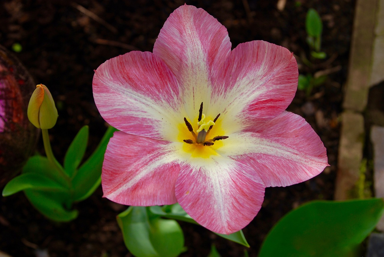 spring meadow flower blossom free photo