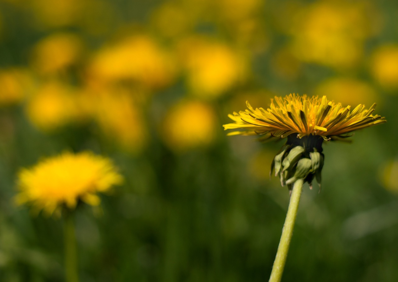 dandelion green yellow free photo