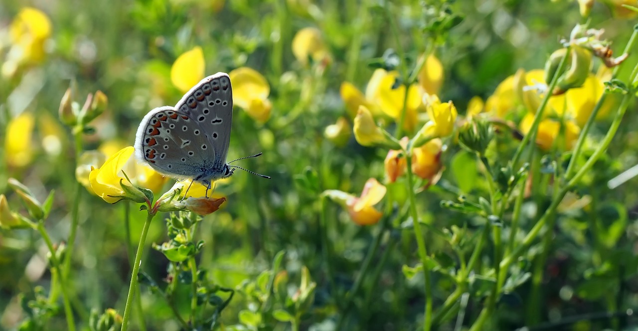 insect nature live free photo