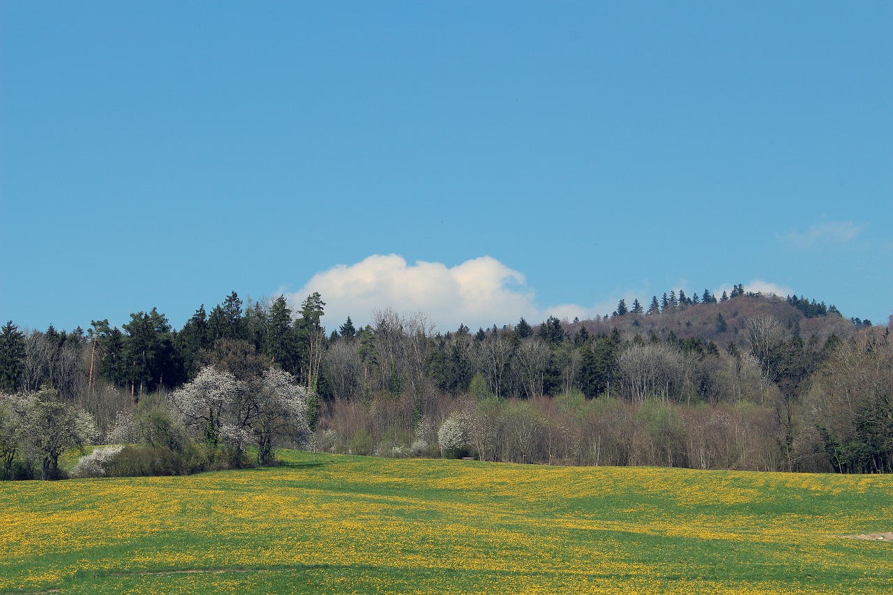 spring meadow forest meadow free photo