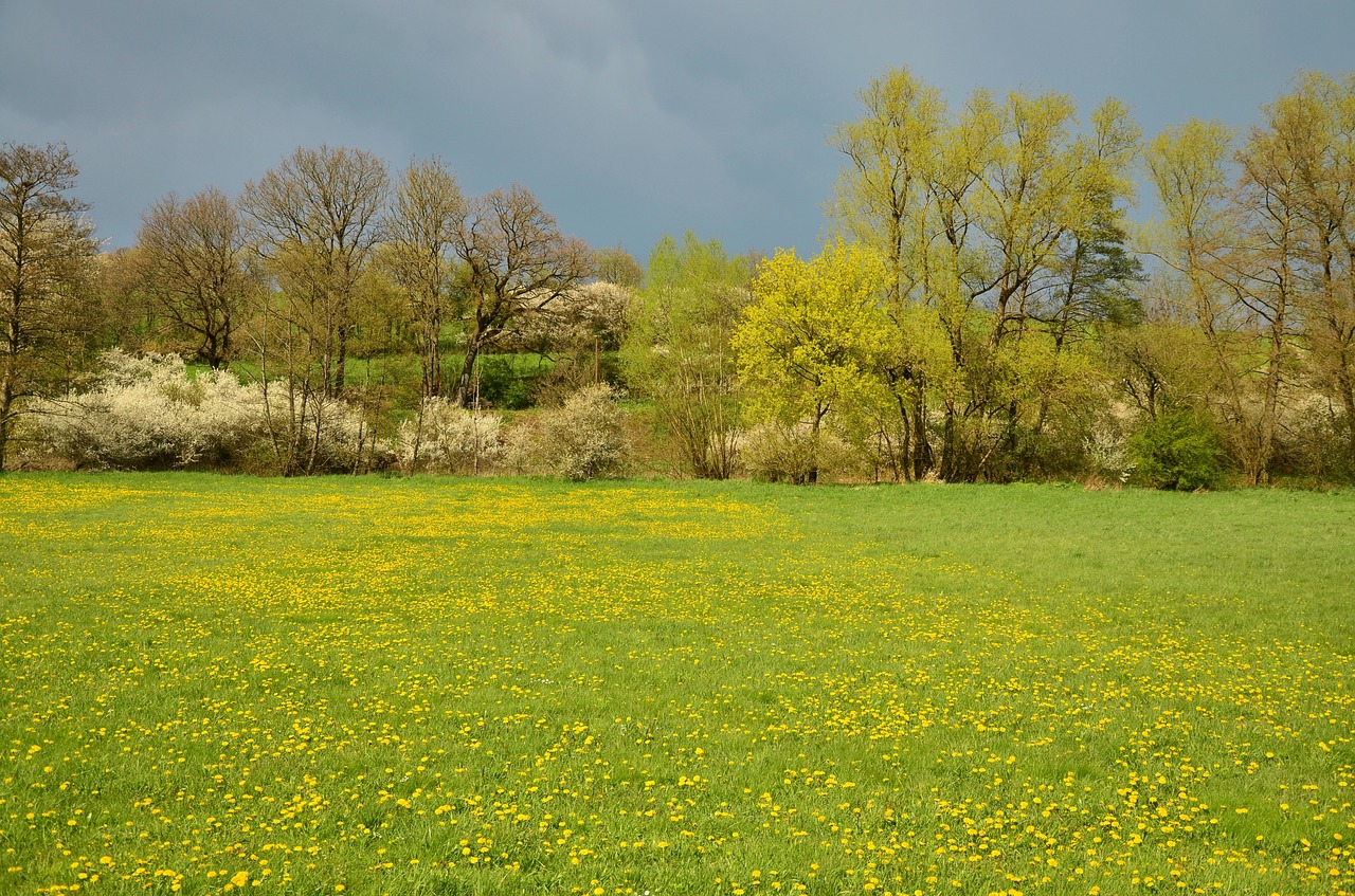 spring meadow meadow april free photo