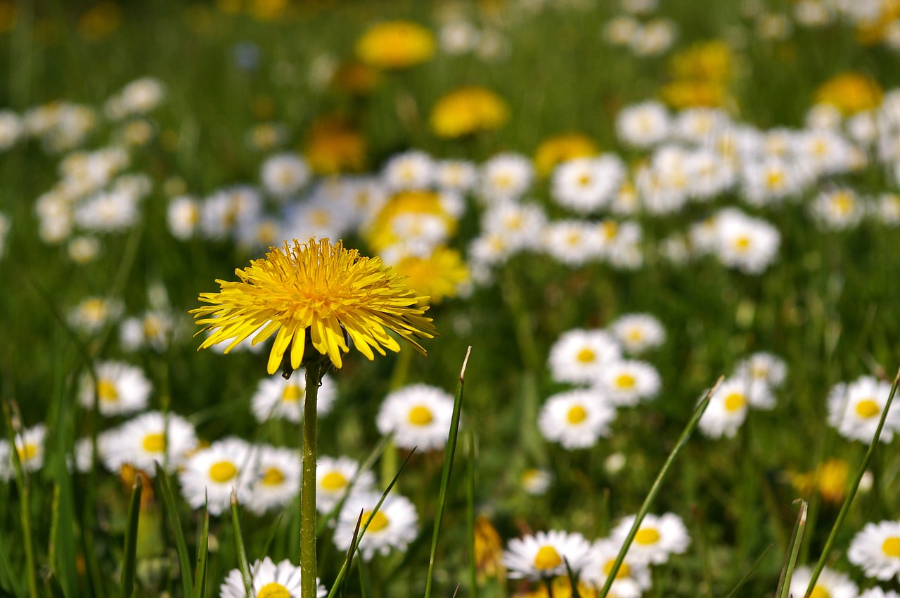 spring meadow meadow spring free photo