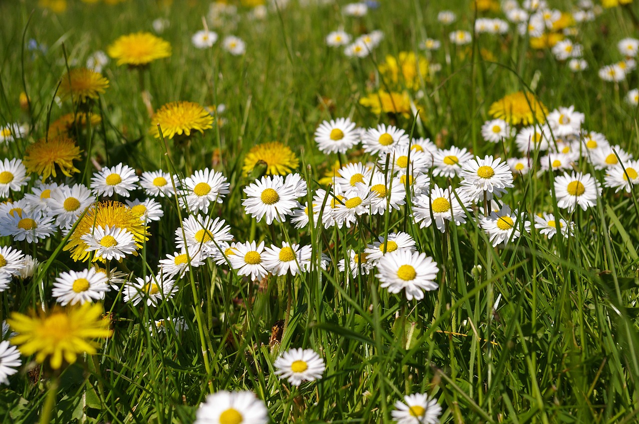 spring meadow meadow spring free photo