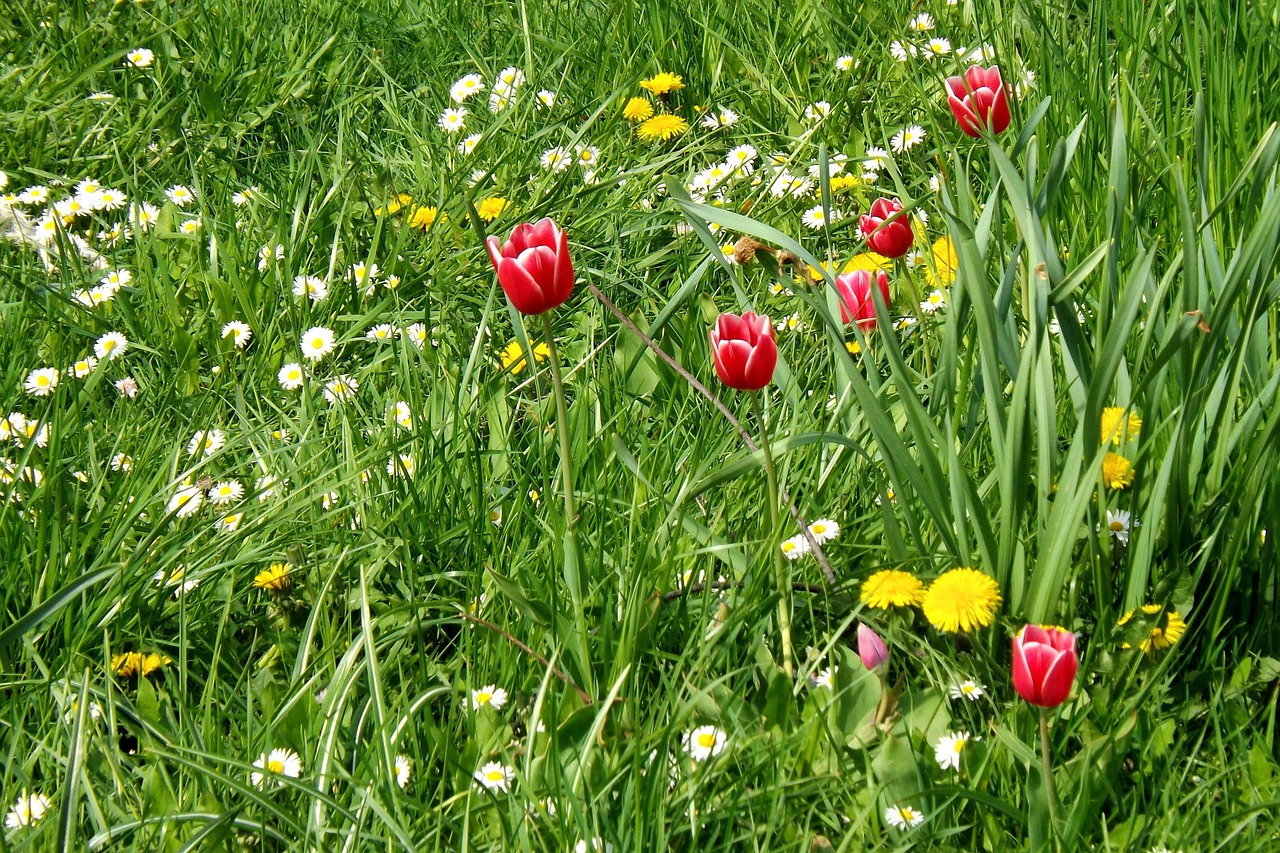 spring meadow meadow tulips free photo