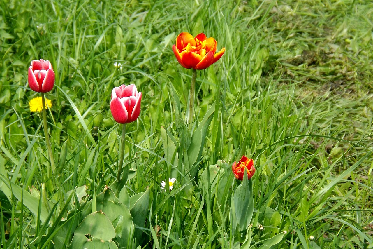 spring meadow tulips spring free photo