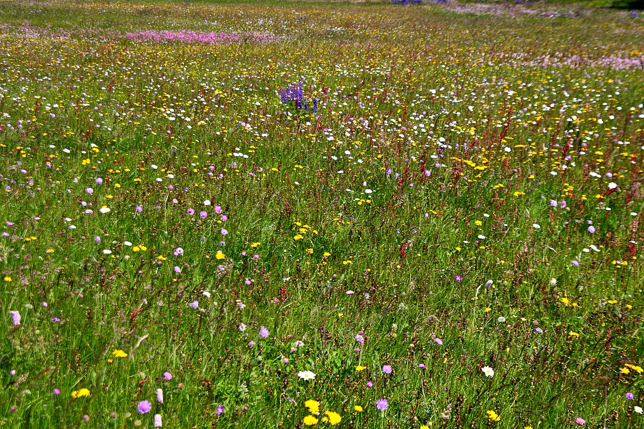 spring meadow flower meadow wild flowers free photo