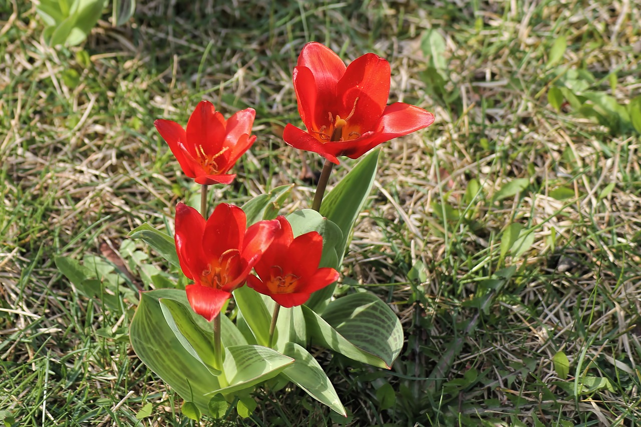 spring meadow tulips red free photo