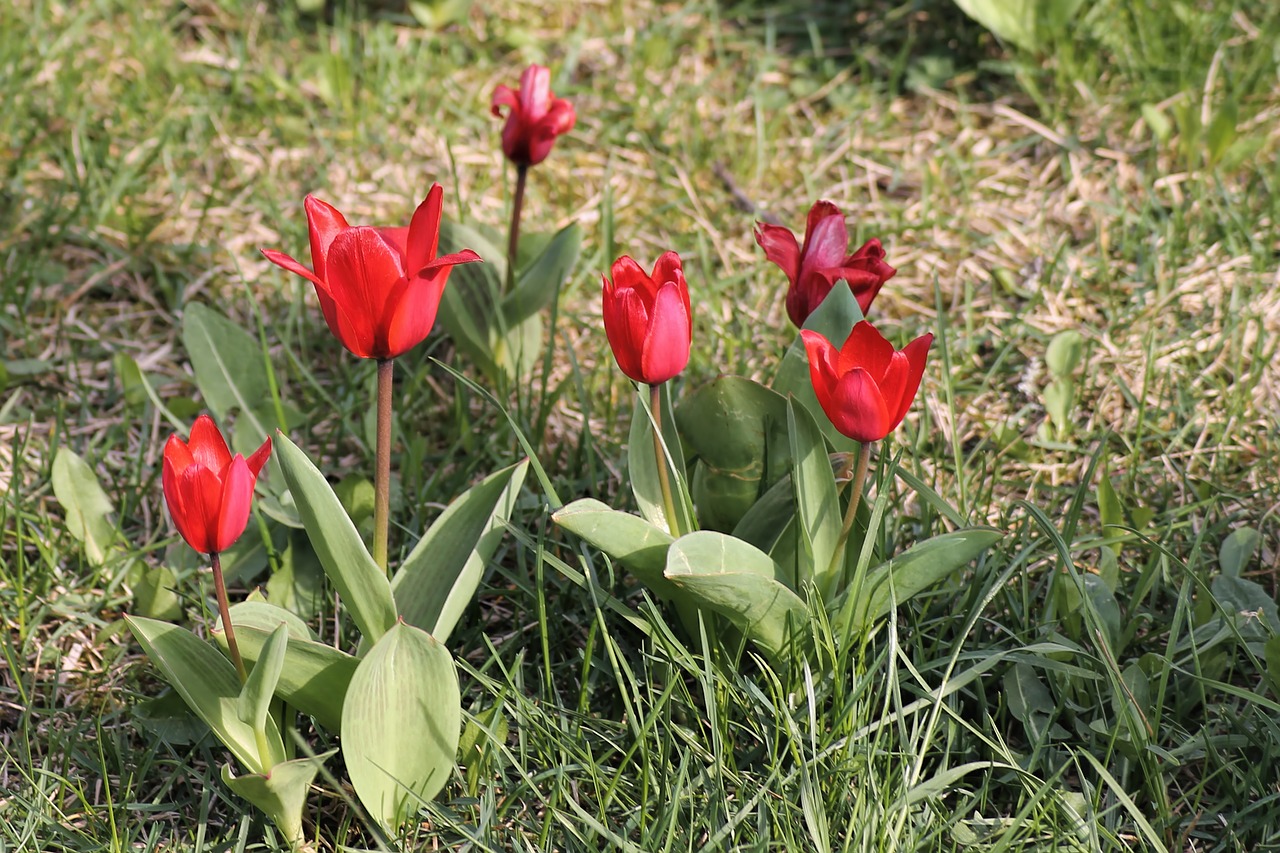 spring meadow tulips red free photo