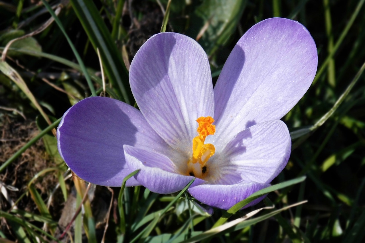 spring meadow crocus early bloomer free photo