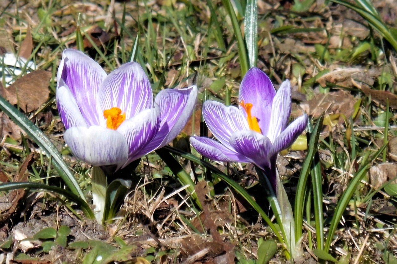 spring meadow crocus early bloomer free photo