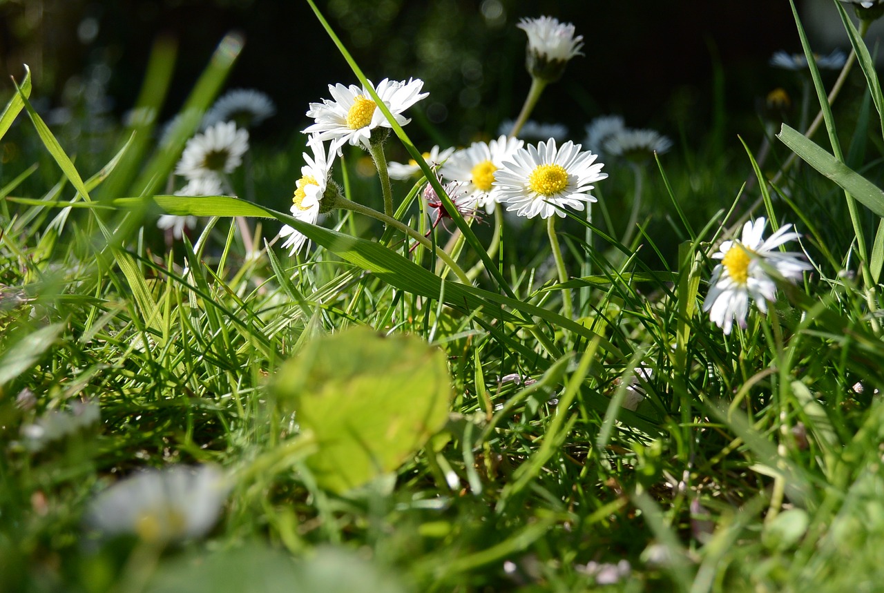 spring meadow daisy flowers free photo