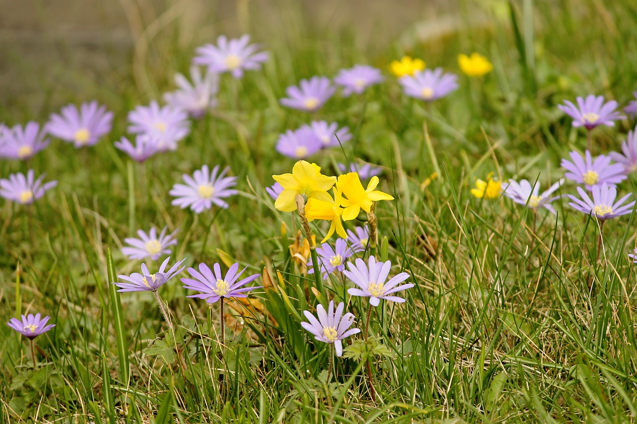 spring meadow  flowers  flower meadow free photo