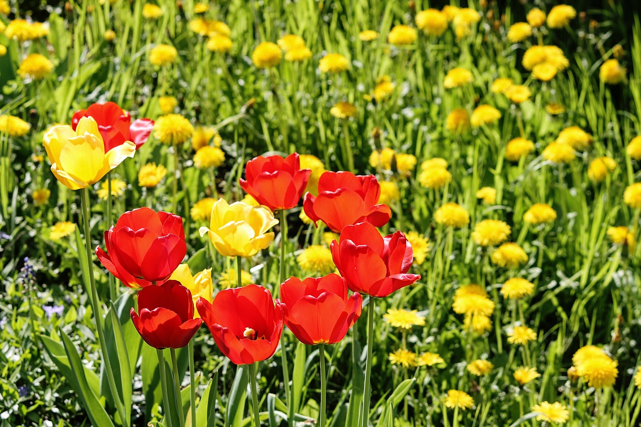 spring meadow  tulips  dandelion free photo