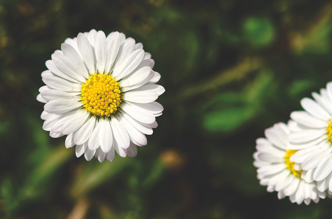 spring meadow  wildflowers  daisy free photo