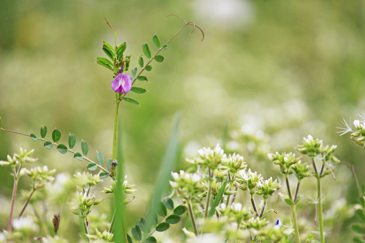 spring meadow  coupling  nature free photo