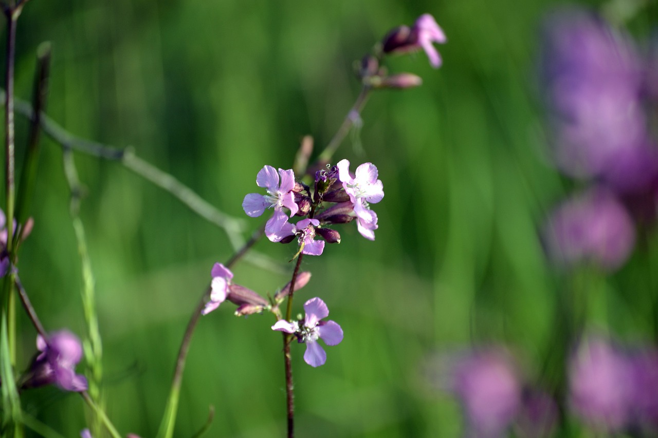 spring meadow  spring flowers  flowers free photo