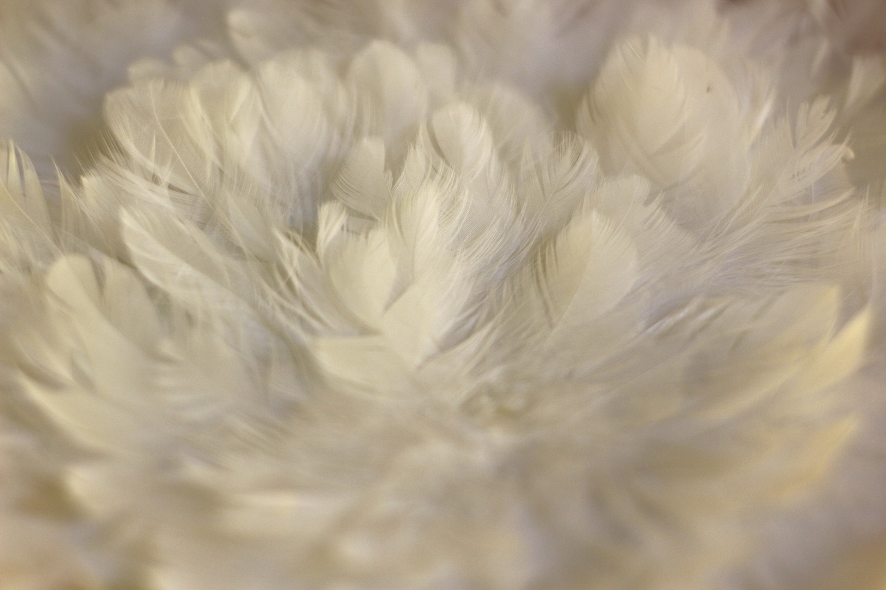 spring nest  white springs  fluffy free photo