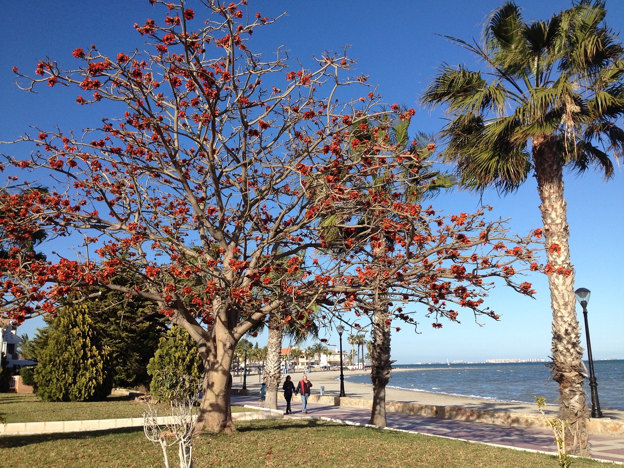 spring on a beach beech red leaves free photo