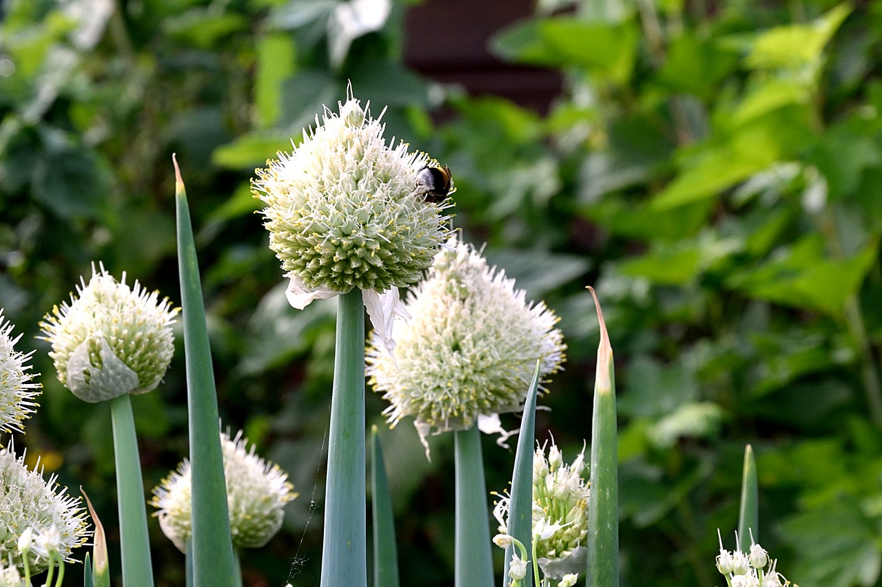 spring onion blossom bloom free photo