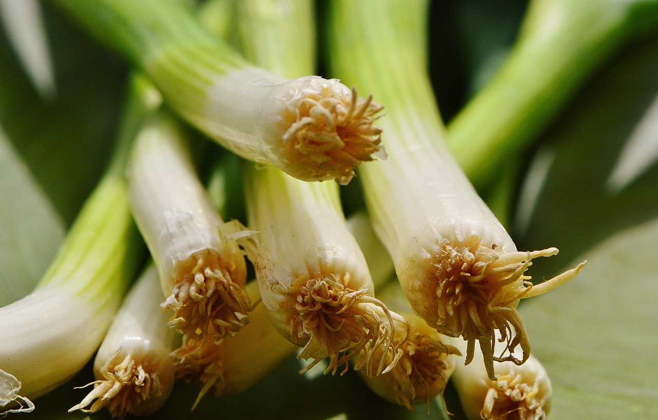 spring onions leek delicious free photo