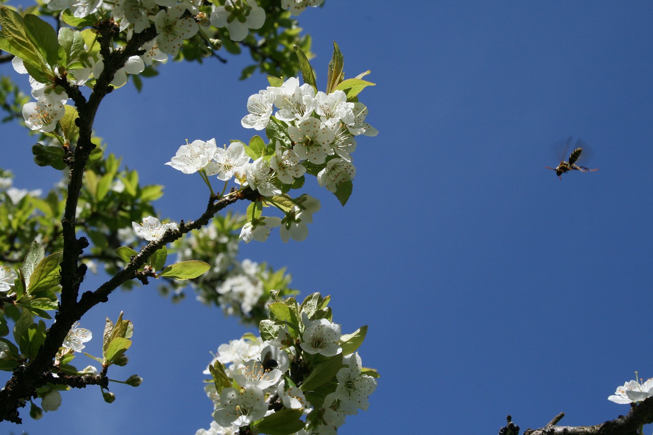 spring pollinators bees white free photo