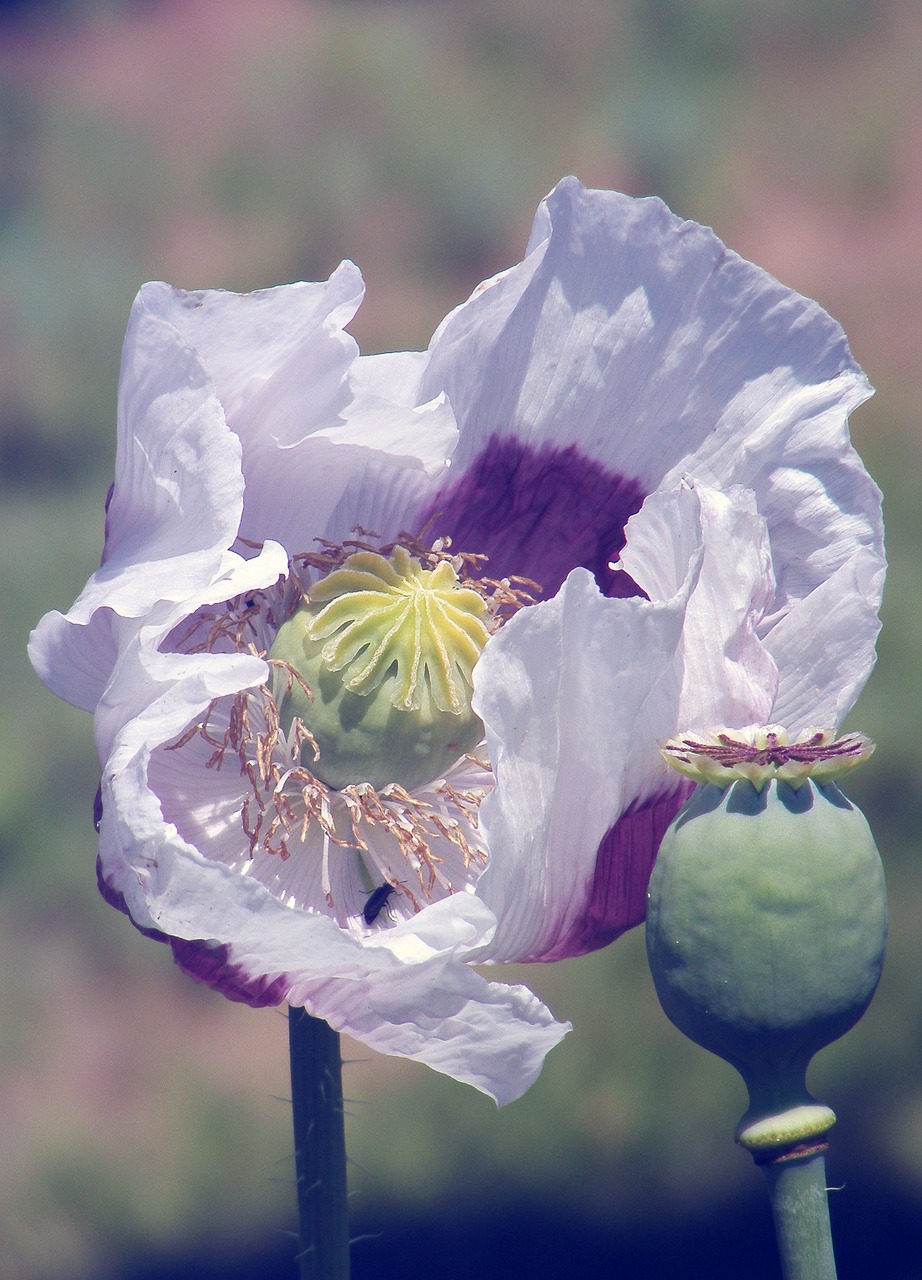 spring poppy blooming poppy hadji free photo