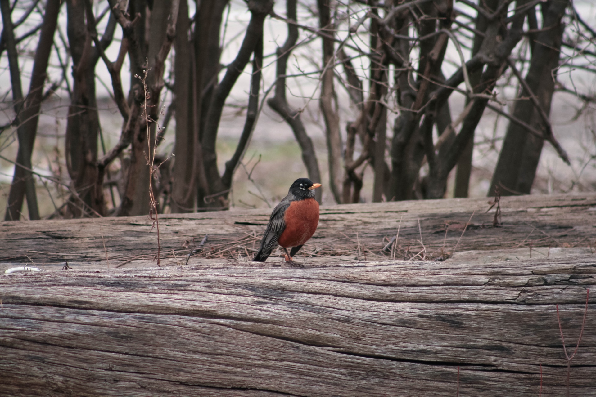 bird robin animal free photo