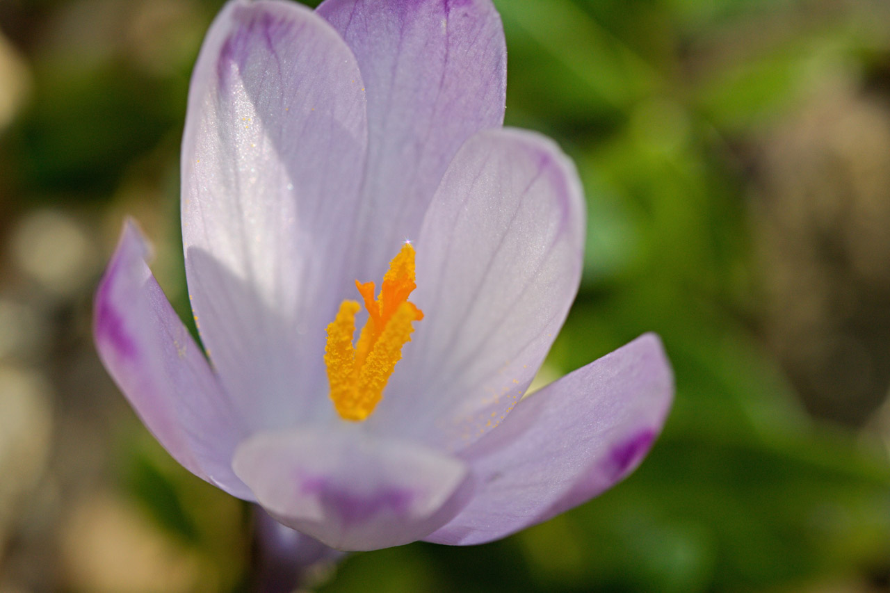 spring saffron spring saffron free photo
