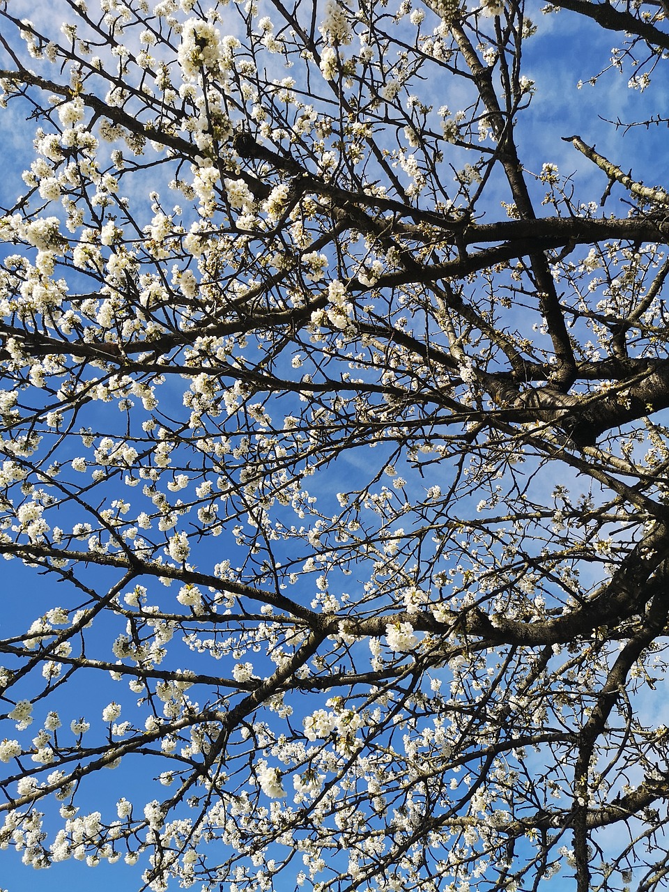 spring season  nature  white cherry blossom free photo