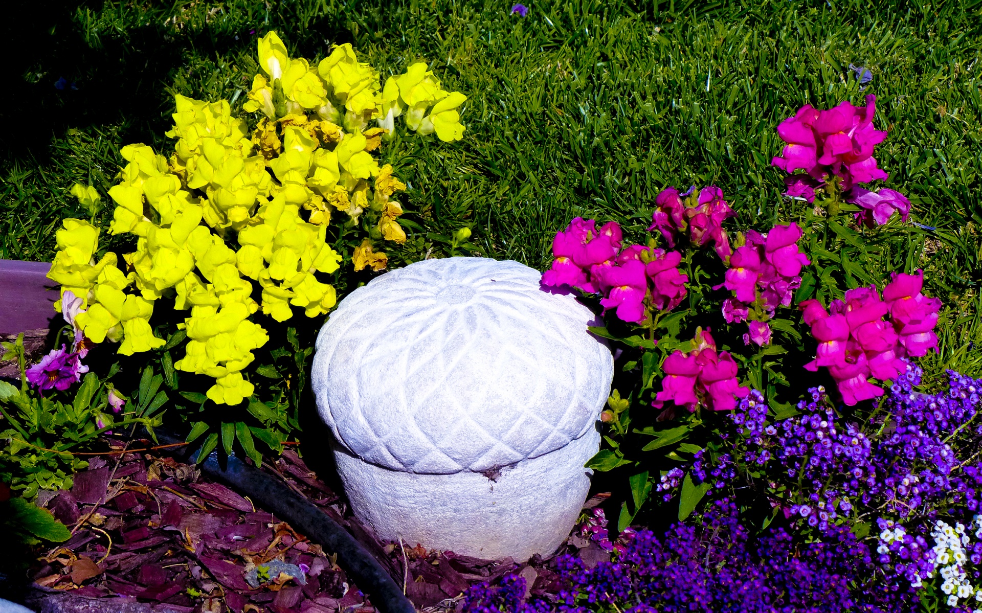 flowers snapdragons spring free photo