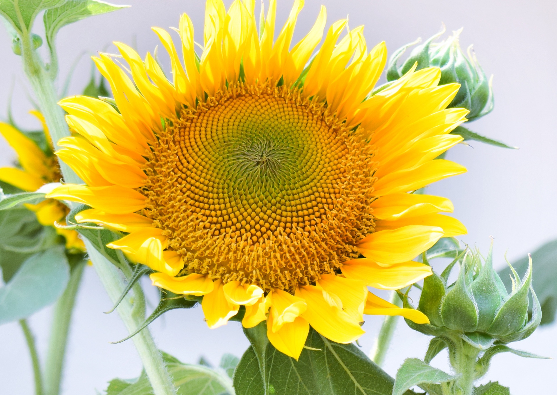 sunflower flower nature free photo