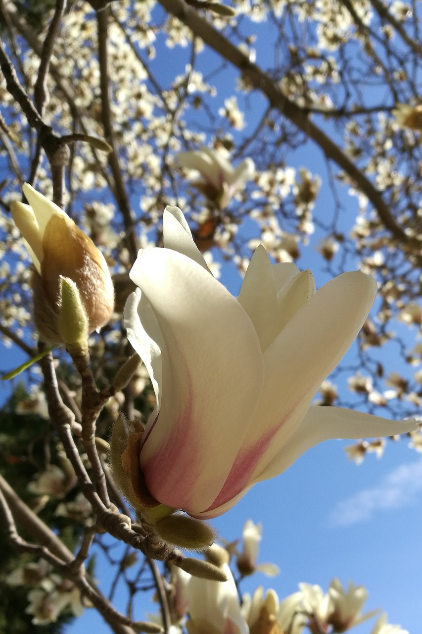 spring ten magnolia fragrance bloom free photo