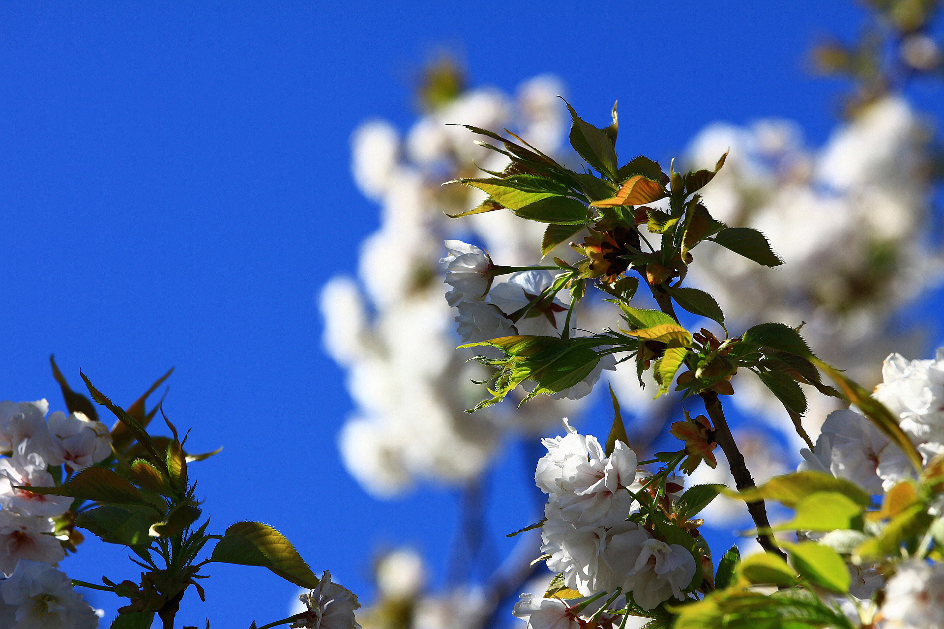 spring branch flower free photo