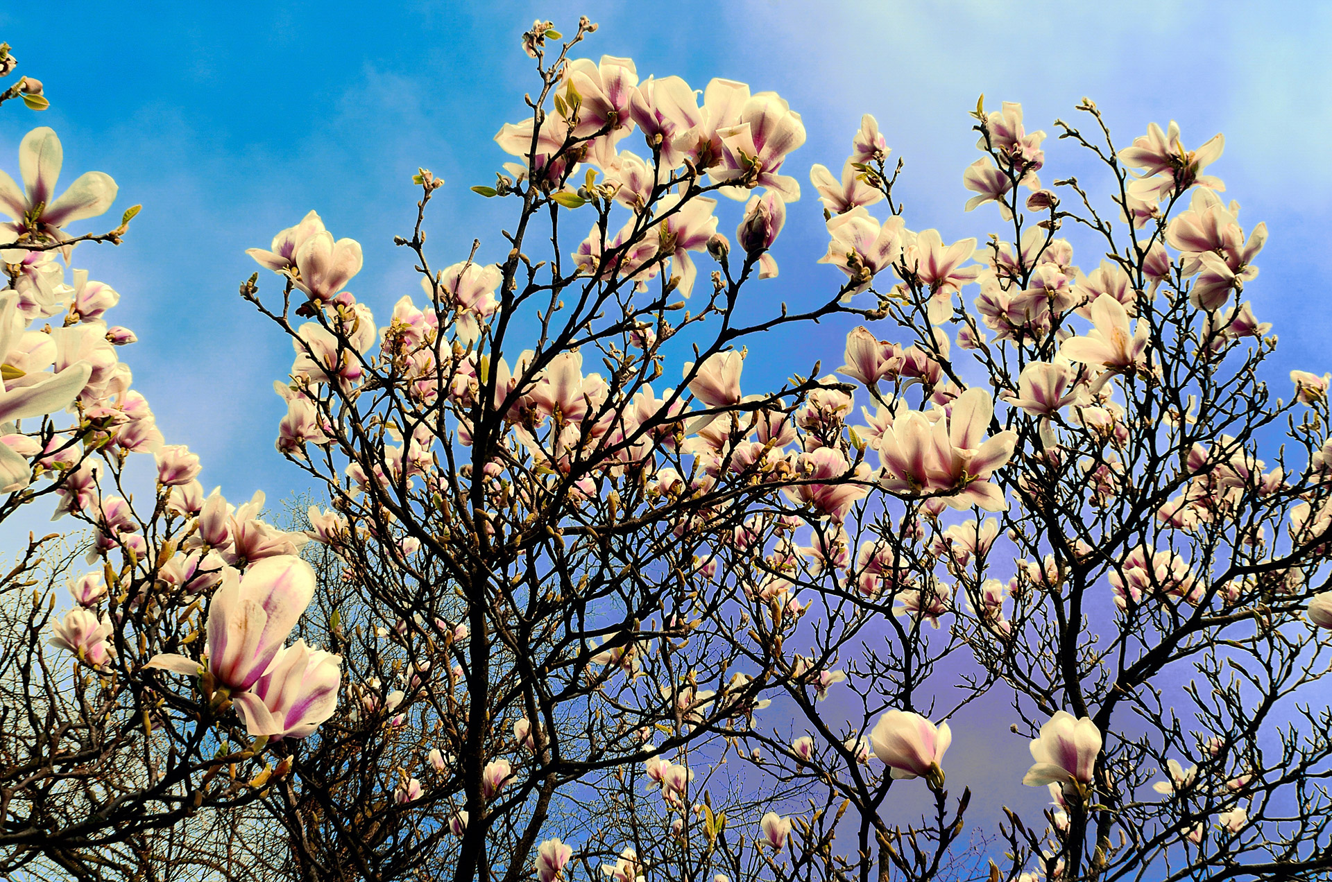 spring tree branch free photo