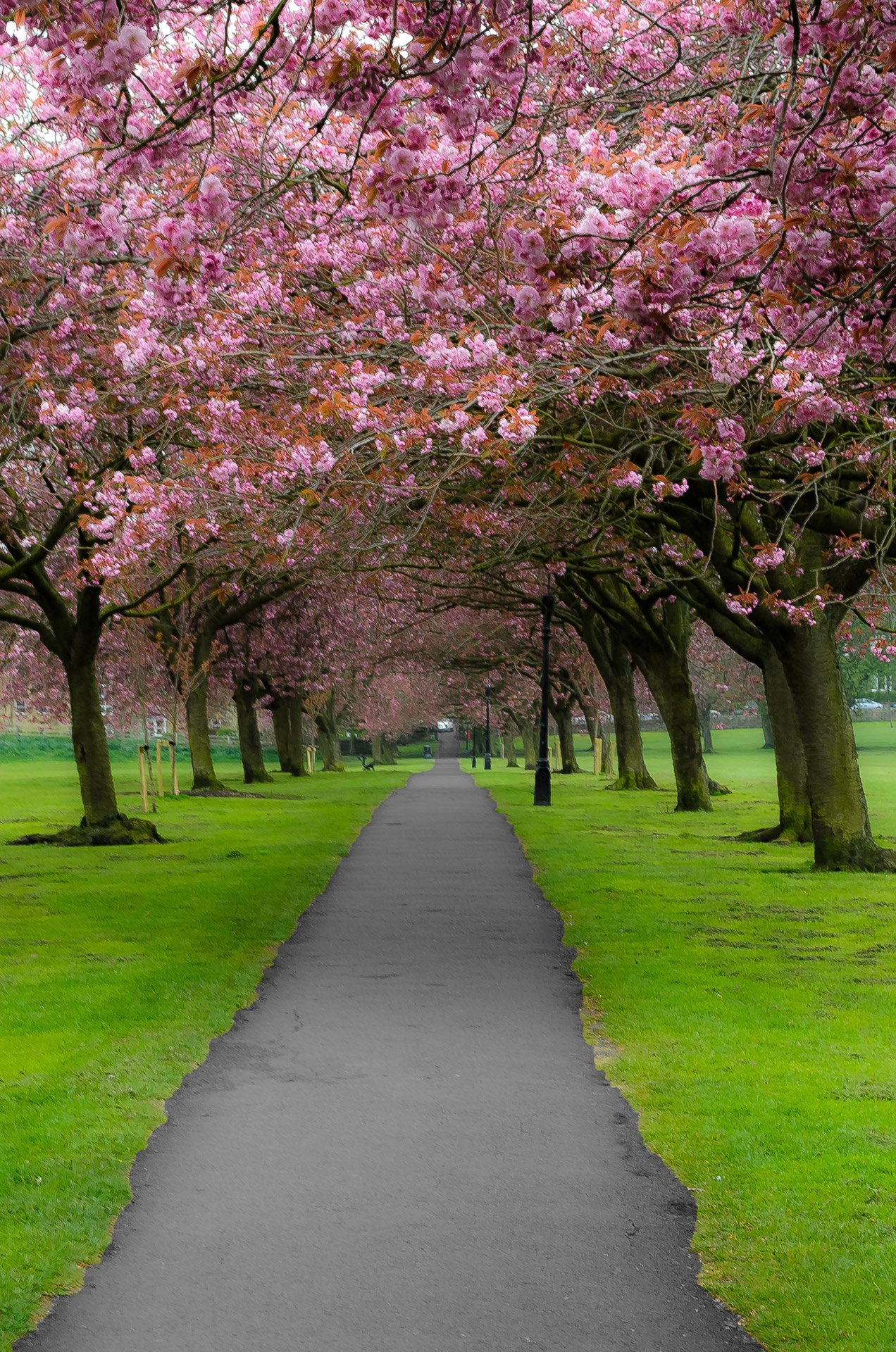 spring tree branch free photo