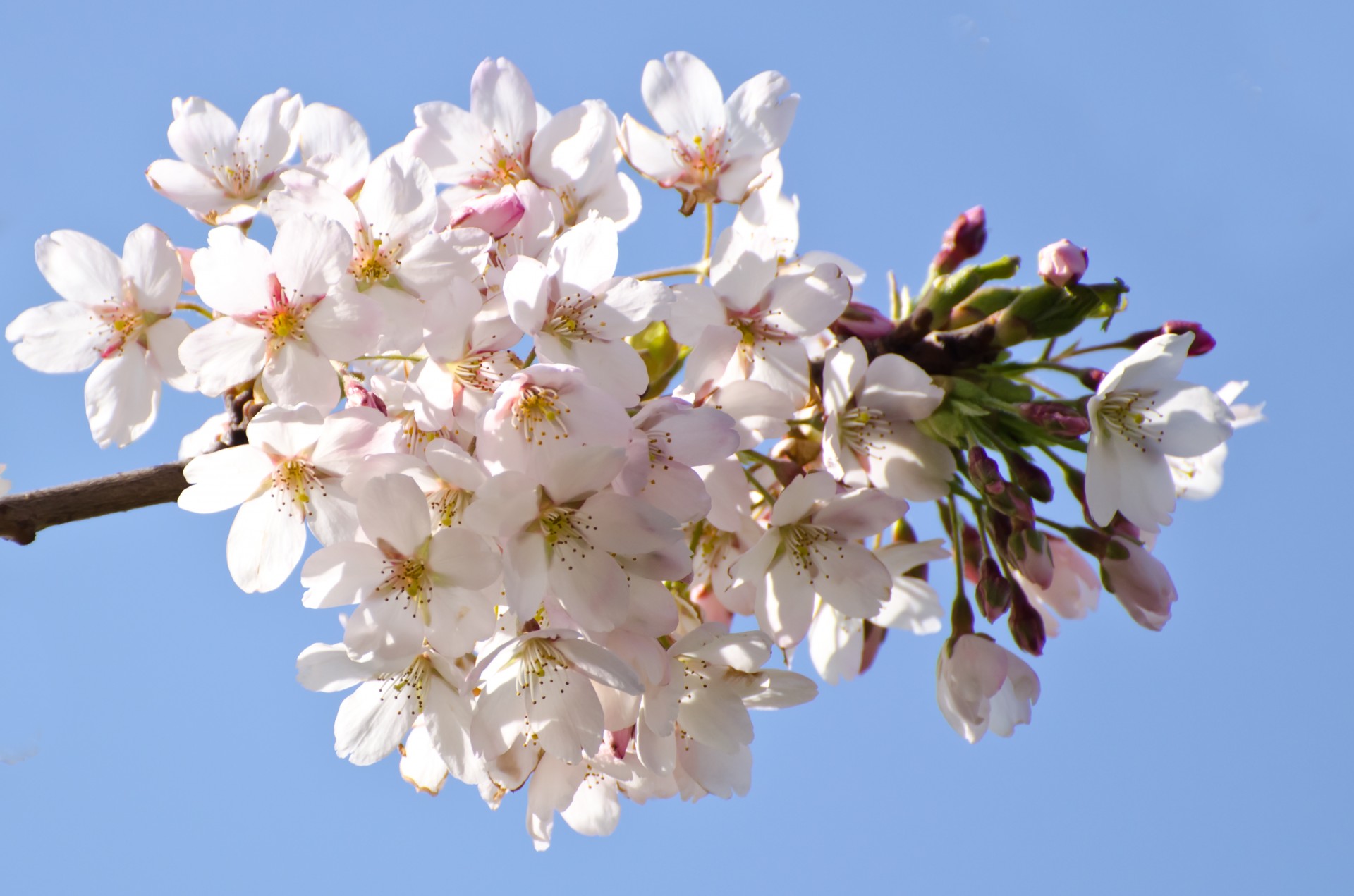 spring tree branch free photo