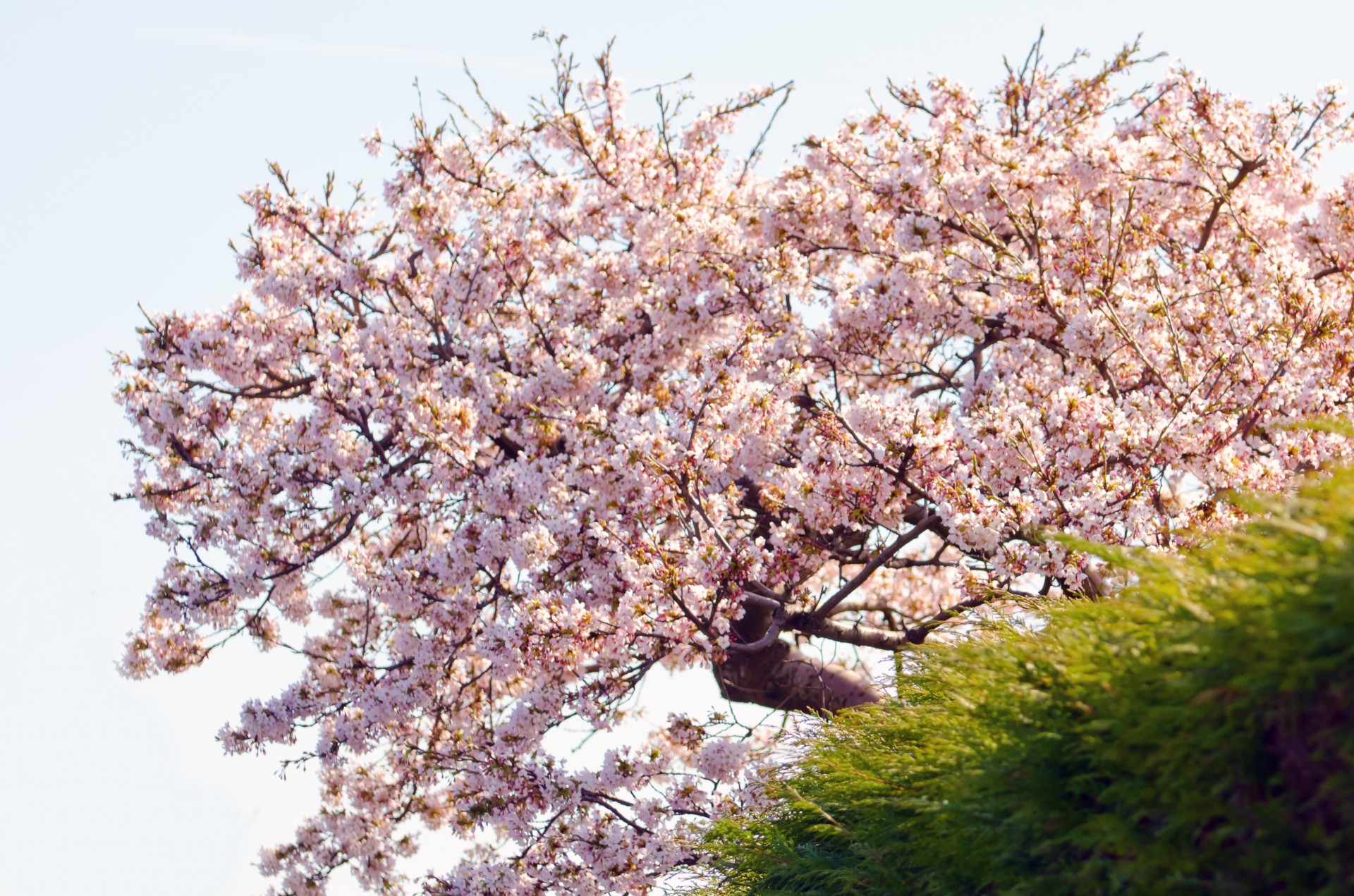 spring tree branch free photo