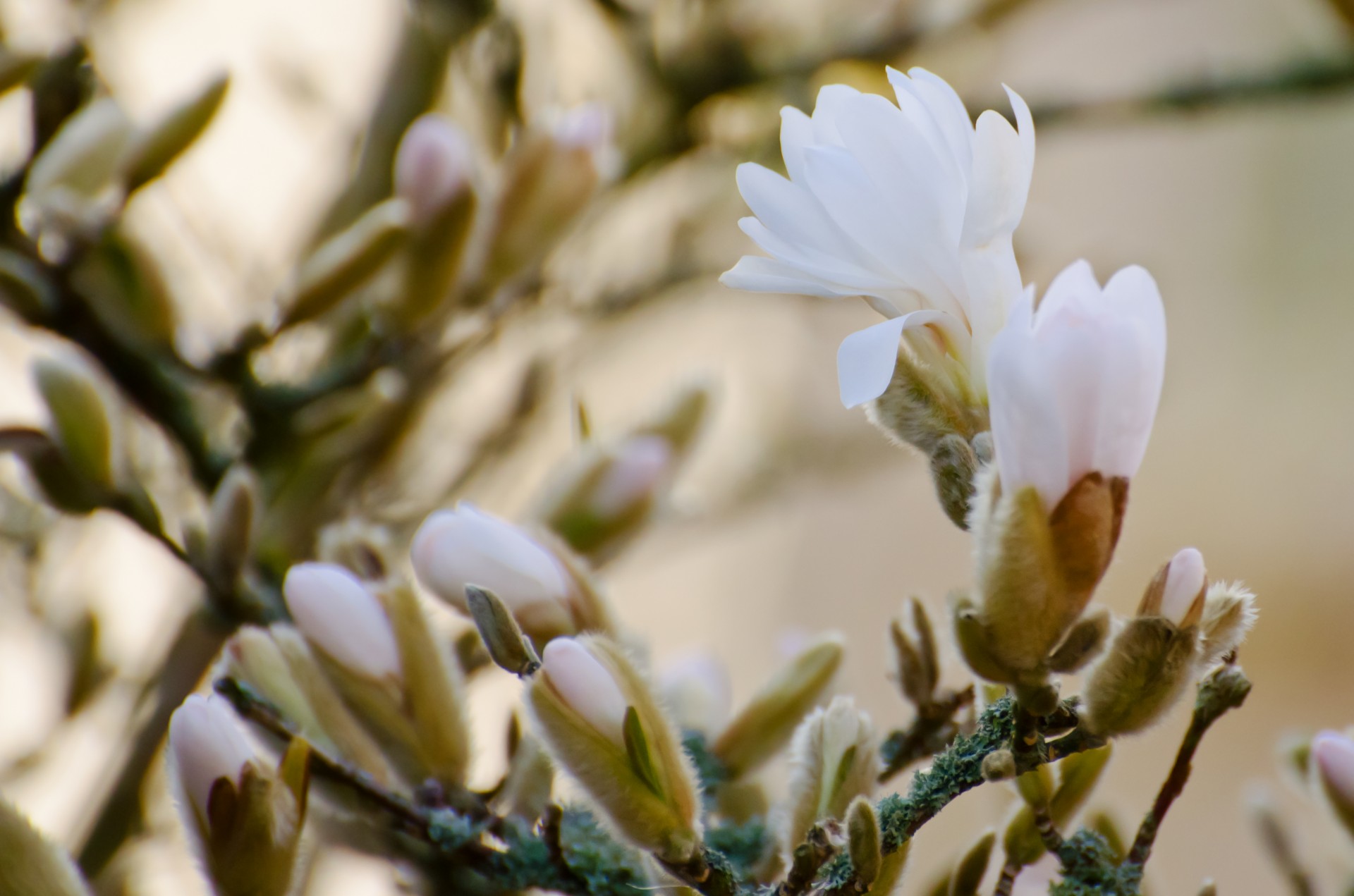 spring tree branch free photo