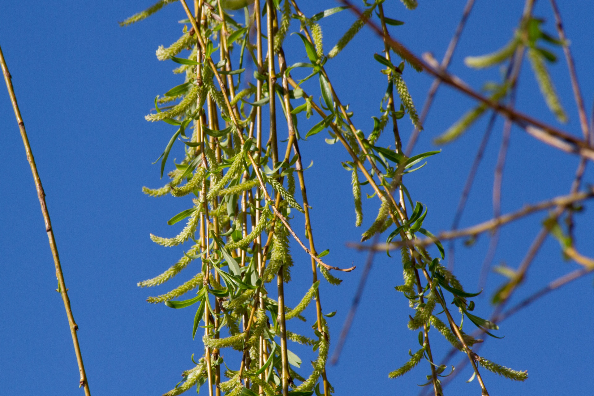 spring green leaves free photo