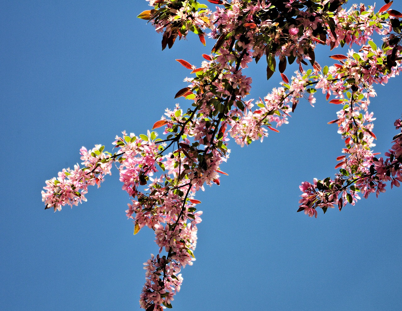 spring tree blossoms pink nature free photo