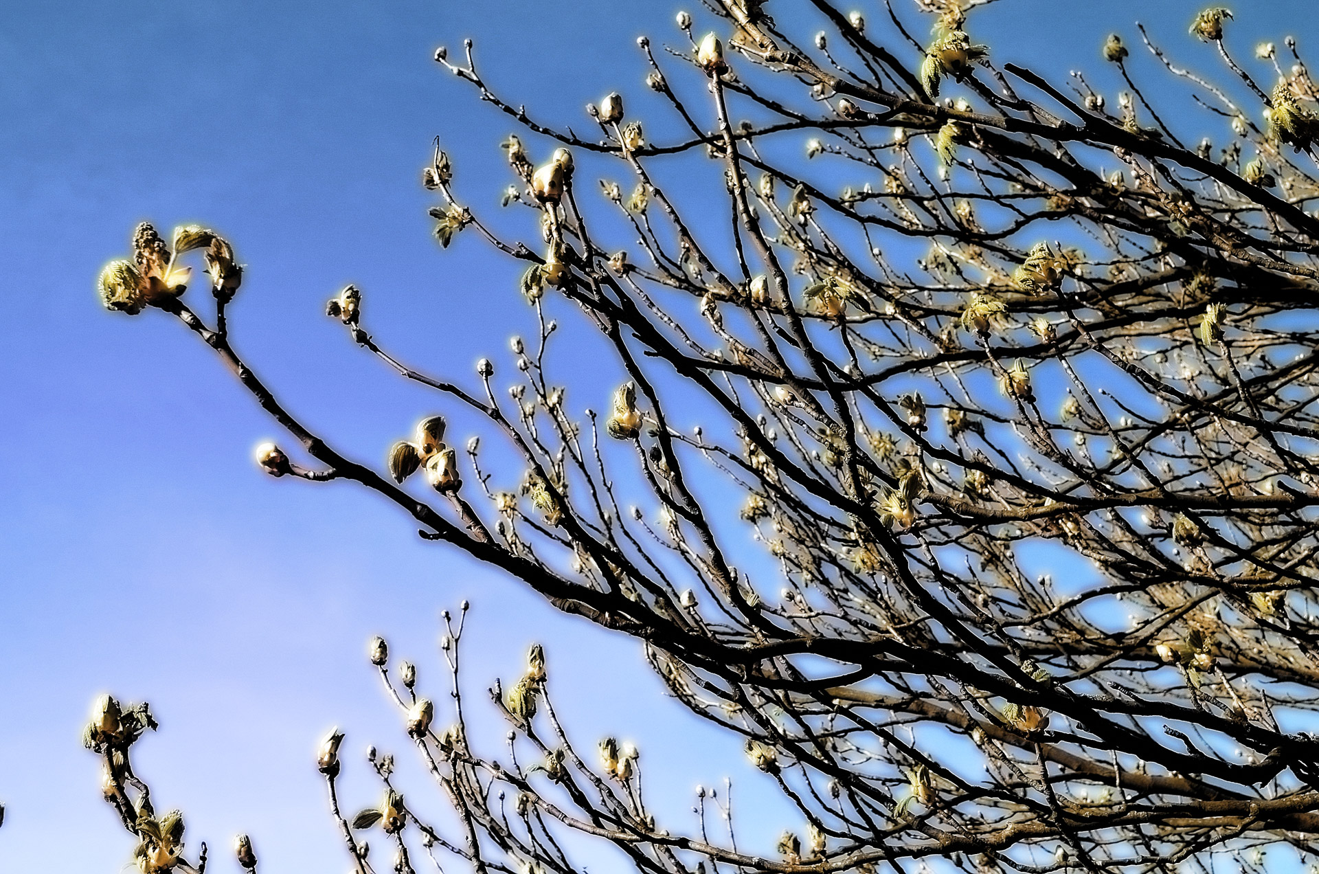 spring tree branch free photo