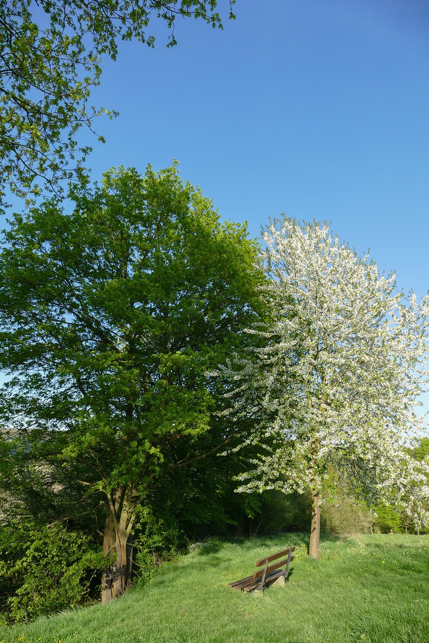 spring trees  nature  landscape free photo