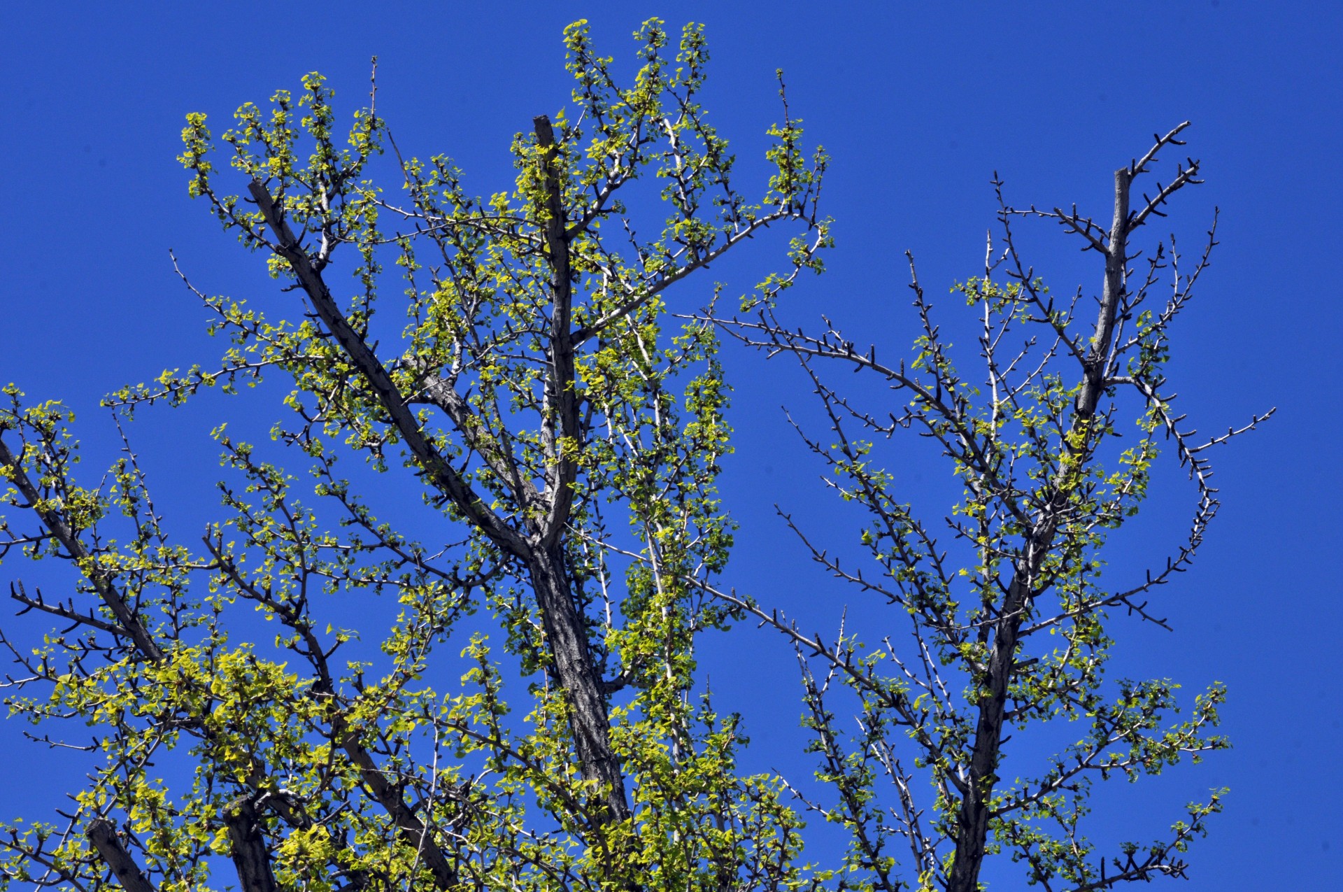 spring tree trees free photo