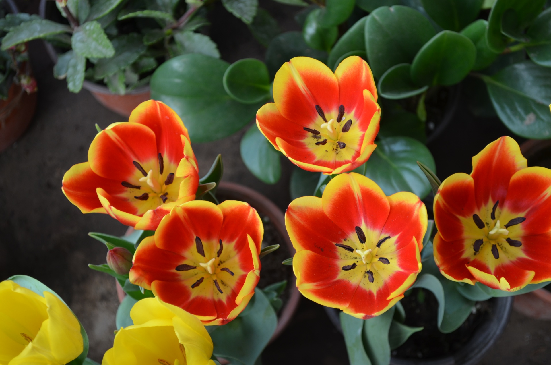 flowers flower tulips free photo